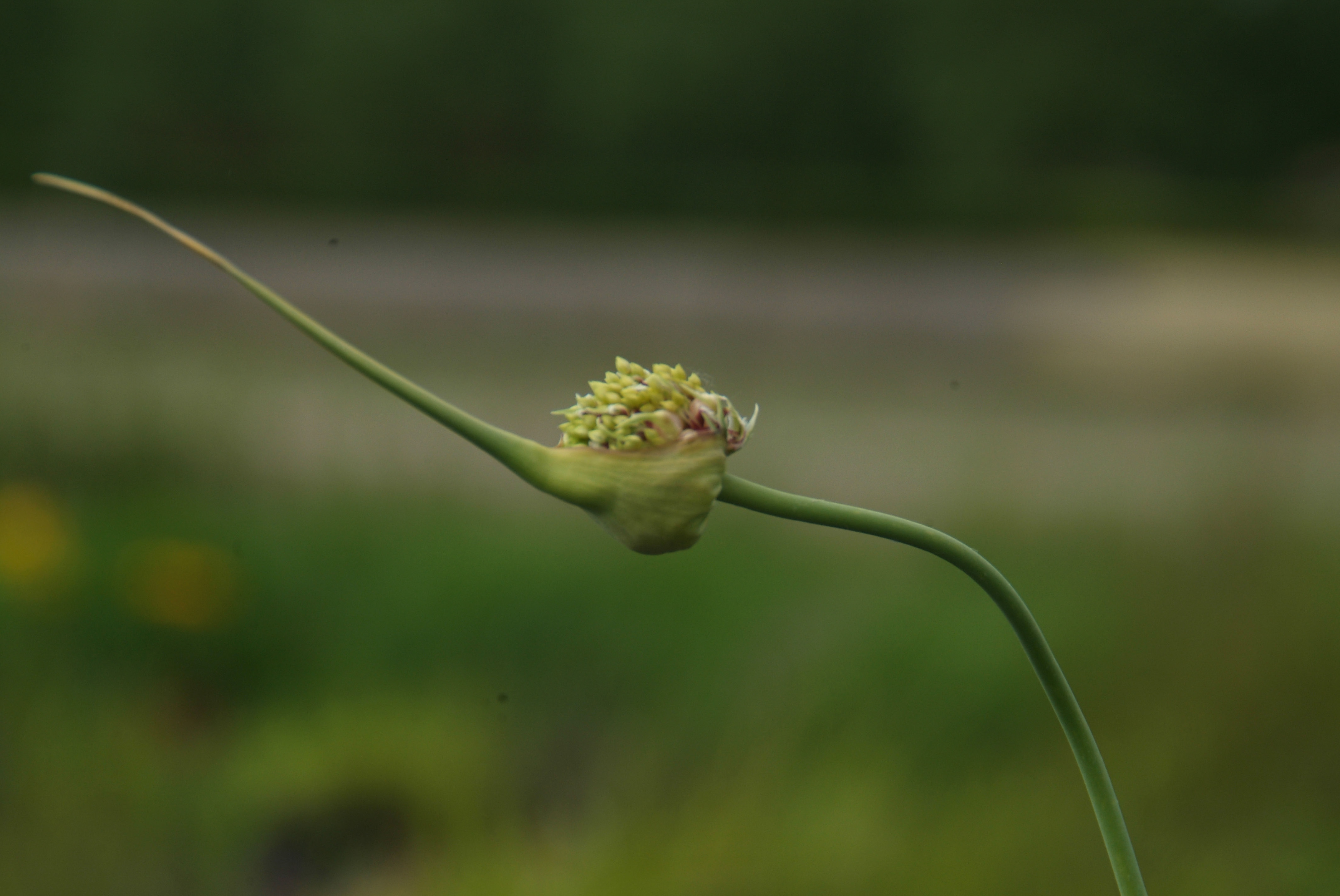 Allium sativum ssp ophioscorodonSpiraalknoflook, Esculaapui bestellen